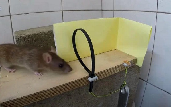 cách làm bẫy chuột nhắt