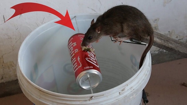 cách làm bẫy chuột nhắt